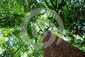 Big tree uprisen view with green leaves background