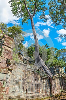 Big tree on the wall of the Preah Khan temple