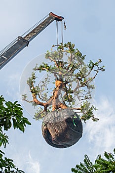 The big tree was lifted with crane for planting.