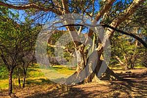 Big tree in Waterberg Plateau National Park, Kalahari, Otjiwarongo, Namibia, Africa