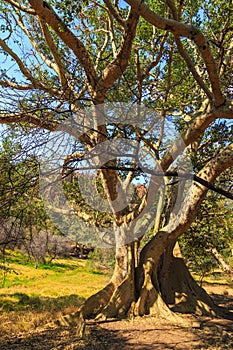 Big tree in Waterberg Plateau National Park, Kalahari, Otjiwarongo, Namibia, Africa