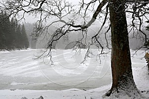 Big tree on winter Synevyr lake in Ukraine