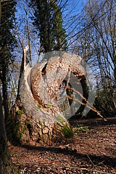 Big tree in the woods bent in the storm, splintered wood