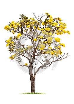 Big Tree with Yellow Flower Isolated on White Background.