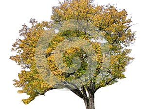 Big tree with yellow leaves in autumn. Tree isolated on whte