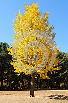 The big tree in yellow leaves in the garden at Nami Island korea