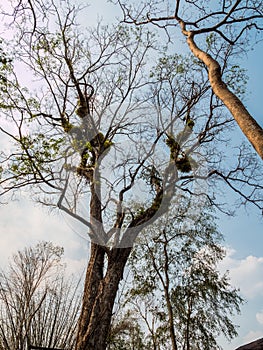 big trees around Sai Yok Yai waterfall.