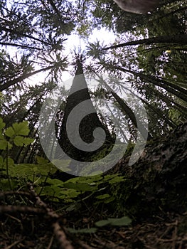 Big trees canopy from bug`s eye perspective