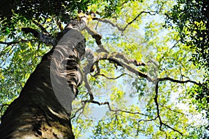 Big trees in Chiangdao forest