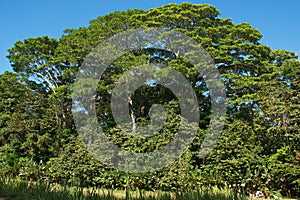 Big trees in Corcovado National Park on peninsula Osa in Costa Rica