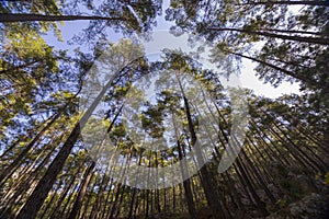 Big trees Forest and  autumn