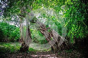 Big trees in the forest. Strange shaped trees.