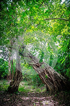 Big trees in the forest. Strange shaped trees.