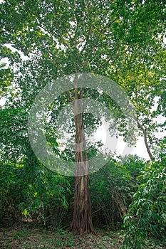 Big trees in the forest. Strange shaped trees.