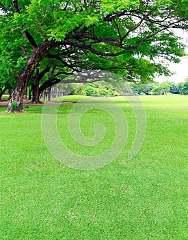 Big trees in the garden with green lawn