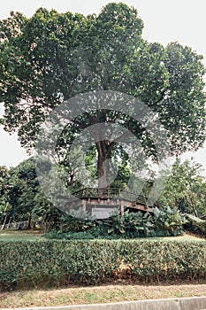 Big trees at Garden pavilion in Kuala Lumpur`s Perdana Botanical Gardens in Jalan Tembusu, Malaysia