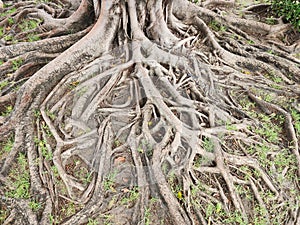 Big trees have roots that spread out over a wide area