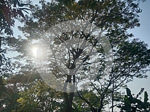 The sun peeks out behind the thick branches and leaves of an old tree against a blue sky background