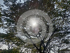 The sun peeks out behind the thick branches and leaves of an old tree against a blue sky background