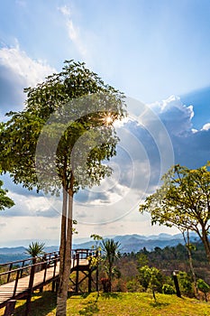 Il grande alberi sul montagna 