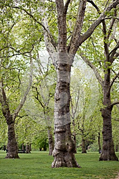 Big trees in a park