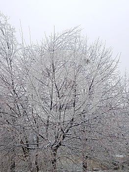 Backyard icy trees in winter photo