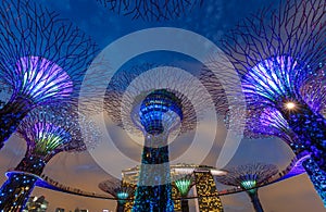 Big trees, Singapore