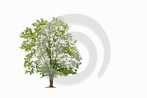 Big trees sprouting leaves on a isolated white background