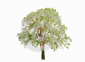 Big trees sprouting leaves on a isolated white background