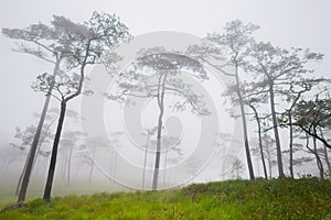 Big trees are standing in forest with foggy at rainy season