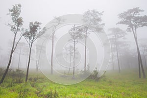 Big trees are standing in forest with foggy at rainy season