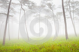 Big trees are standing in forest with foggy at rainy season