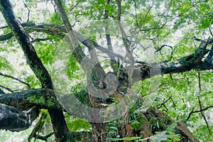 Big trees in tropical forests