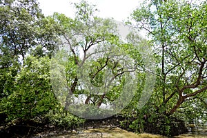 The big trees are very old.Cork tree, Mangrove apple