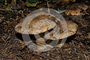 Big Tricholoma populinum mushrooms, closeup. Mushrooms in the thick poplar forest