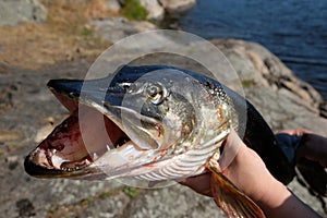 Big trophy fisherman - pike. The fisherman`s hand holds a large pike that he has just caught. the head of a large pike close up.
