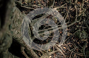 Big tropical banyan tree with a lot of roots close-up