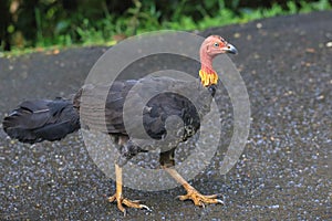 Big tropical bird, Australian weed chicken. Australian brushturkey