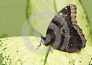 tropical butterfly sitting on a green leave