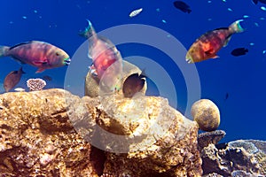 Big tropical fishes over a coral reef.Sea tropical landscape