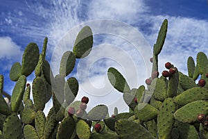 Big tropical green cactus on blue sky background