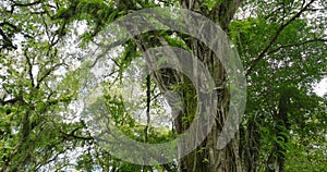 Big Tropical tree in forest interior. Background of a rainforest. Drone view of Bali.