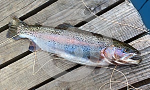 big trout photo