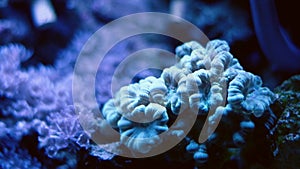 big trumpet coral colony enjoy powerful circular current, nano reef marine aquarium, demanding species organism frags grow