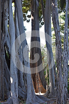 Aerial roots and big trunk Ficus macrophylla