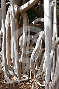 Strangler fig Ficus macrophylla aerial roots