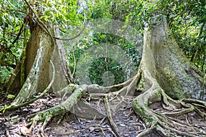 Big trunk tualang tree with huge roots at Taman Negara National Park, Pahang