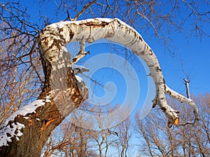 Big trunk of white poplar