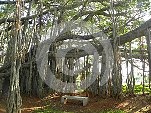 Big trunks, branches and aerial roots of an old Big Banyan tree