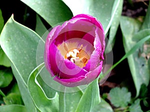 Big Tulipan with green leaves photo